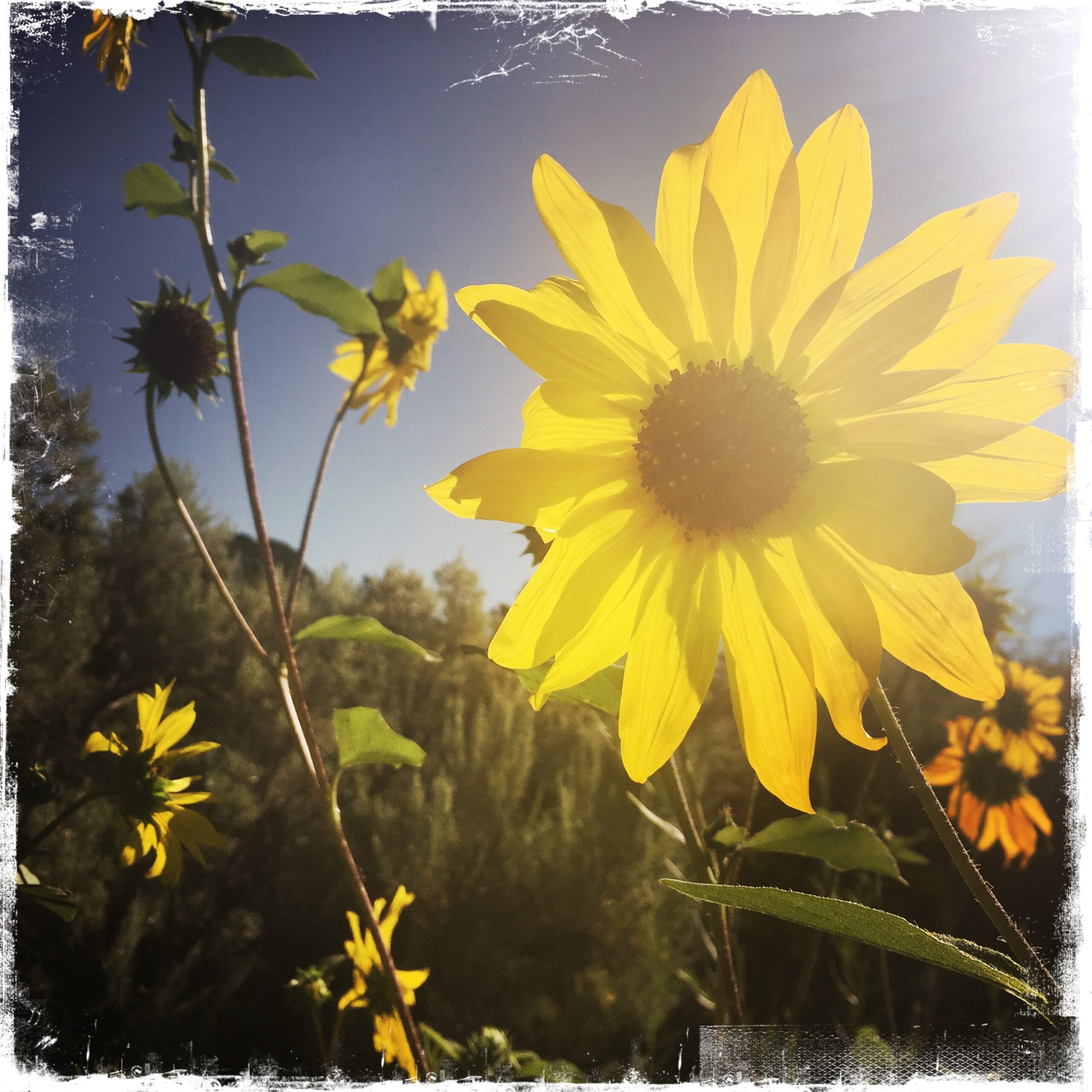 HipstamaticPhoto-524331565.743091